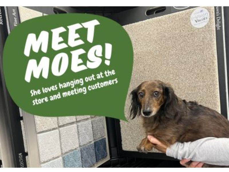 Leon-Country-Floors-Moes-Mascot-800x600